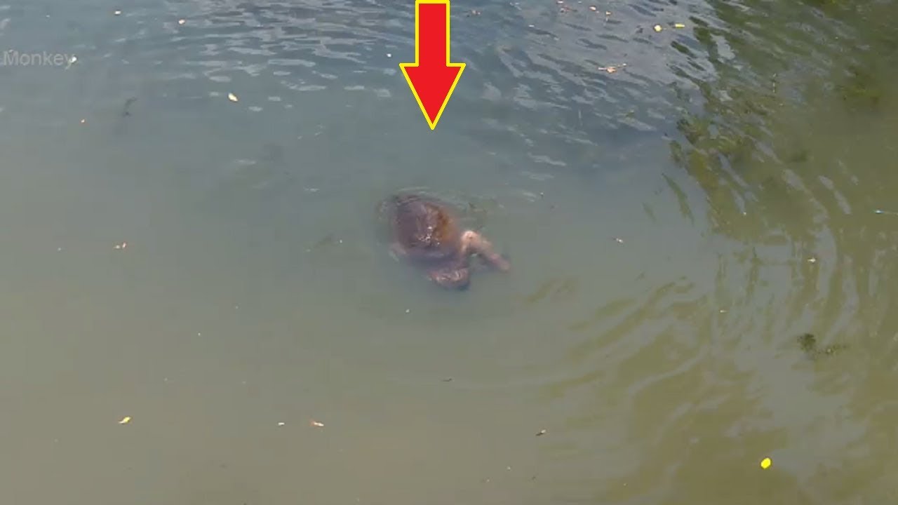 Oh Timo Drown or Diving Deeper? Why baby looked Drown? All Happy with cold water? YouTube
