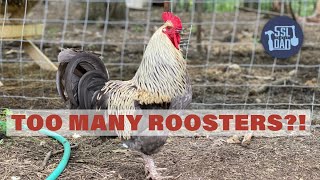 How We Deal With Rooster Overload