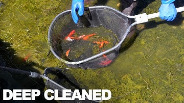 Step-by-Step: Deep Cleaning a Neglected Koi Fish Pond Full of Algae