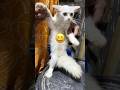 Kitten dance for music #usamapets #kitten #cat #viralvideo #trending #shorts