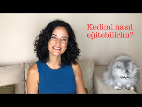 Video: Kedinize Hileler Nasıl öğretilir?