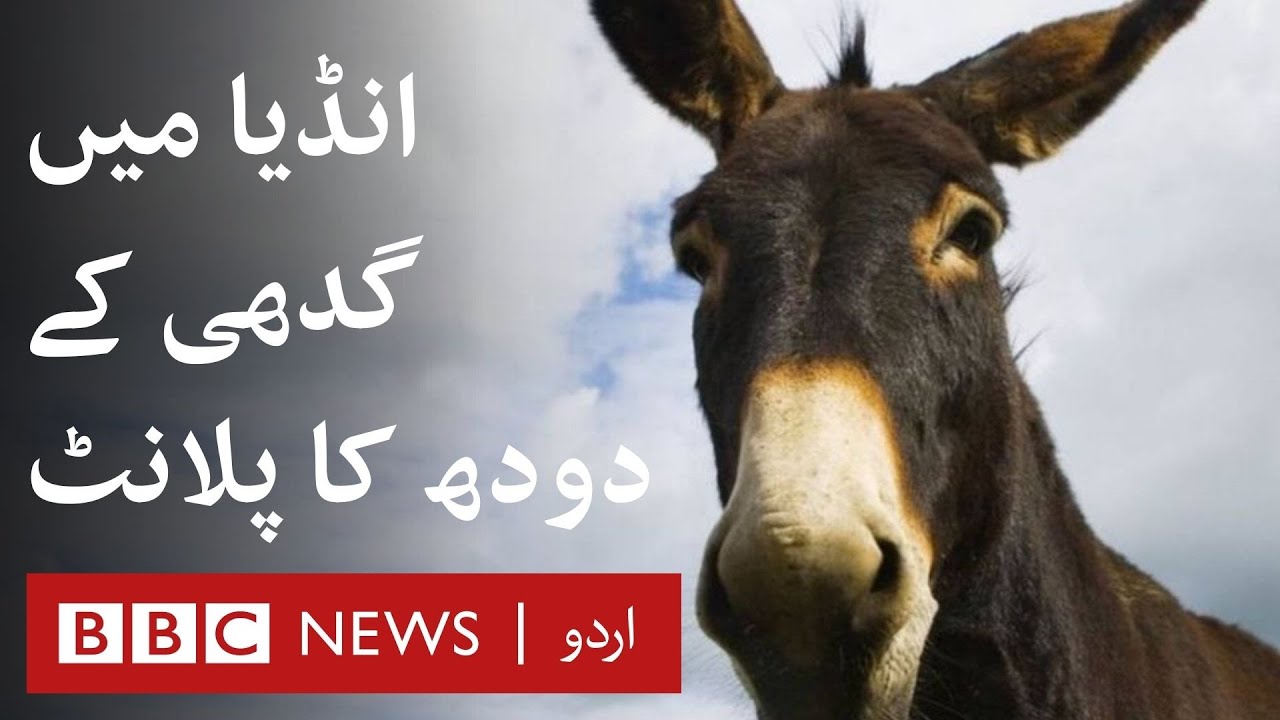 India to get dairy farms for donkey milk - BBC URDU