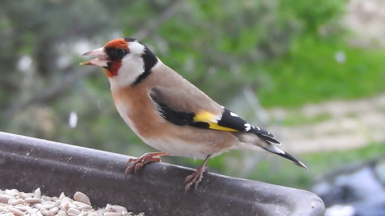 窓辺のゴシキヒワ European Goldfinch 2017 0415 