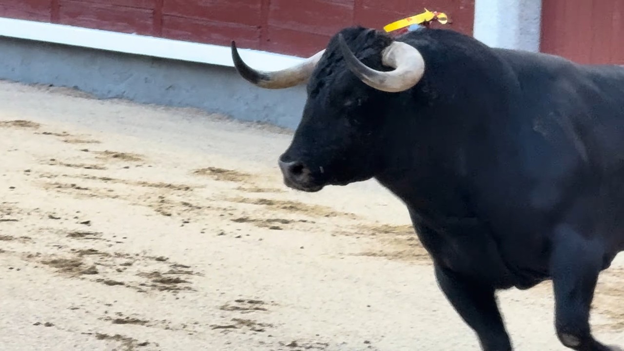 Salida 1º toro (devuelto) de JUAN LUIS FRAILE: 