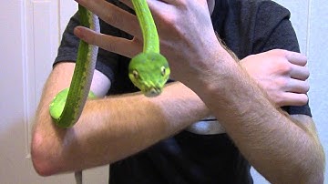 Green Tree Python Update and Handling
