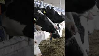 Wyprowadzili gospodarstwo z miasta. 160 krów i odchów byków na wolce