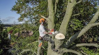 Tree Technique - Large Beech Tree Removal in Salisbury
