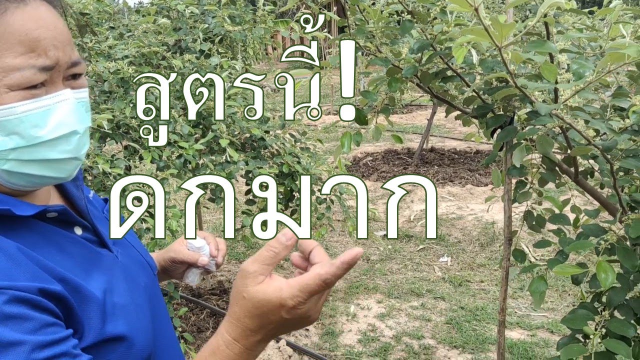 ดกมาก งามมาก วิธีปลูกพุทรา 3รสแสงทอง 2งานจะได้เงินแสนหรือไม่?