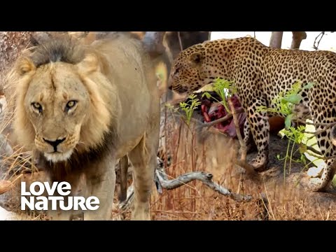 Leopards Forced to Flee with Lions Afoot | Love Nature