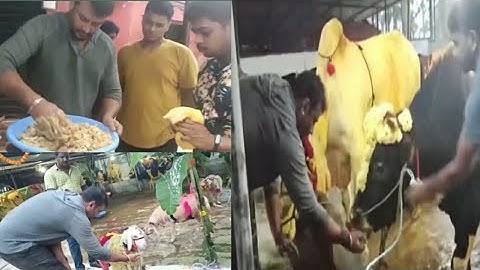 Challenging 🌟 #Darshan Sankranti Celebration | Boss FormHouse #DBoss #ChallengingStarDarshan Part 2