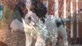 Chloe - AKC Cavalier King Charles Spaniel Puppy Available