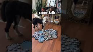 Come Talk! | My talking dog uses buttons to communicate | WhatAboutBunny