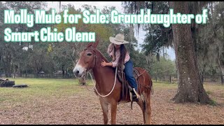 Cricket - Granddaughter of Smart Chic Olena