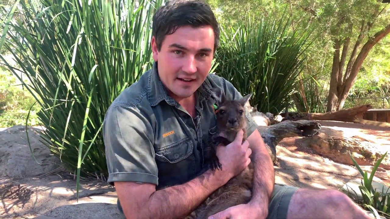 sydney schneider 30 SECONDS WITH A KANGAROO JOEY! | The Australian Reptile Park