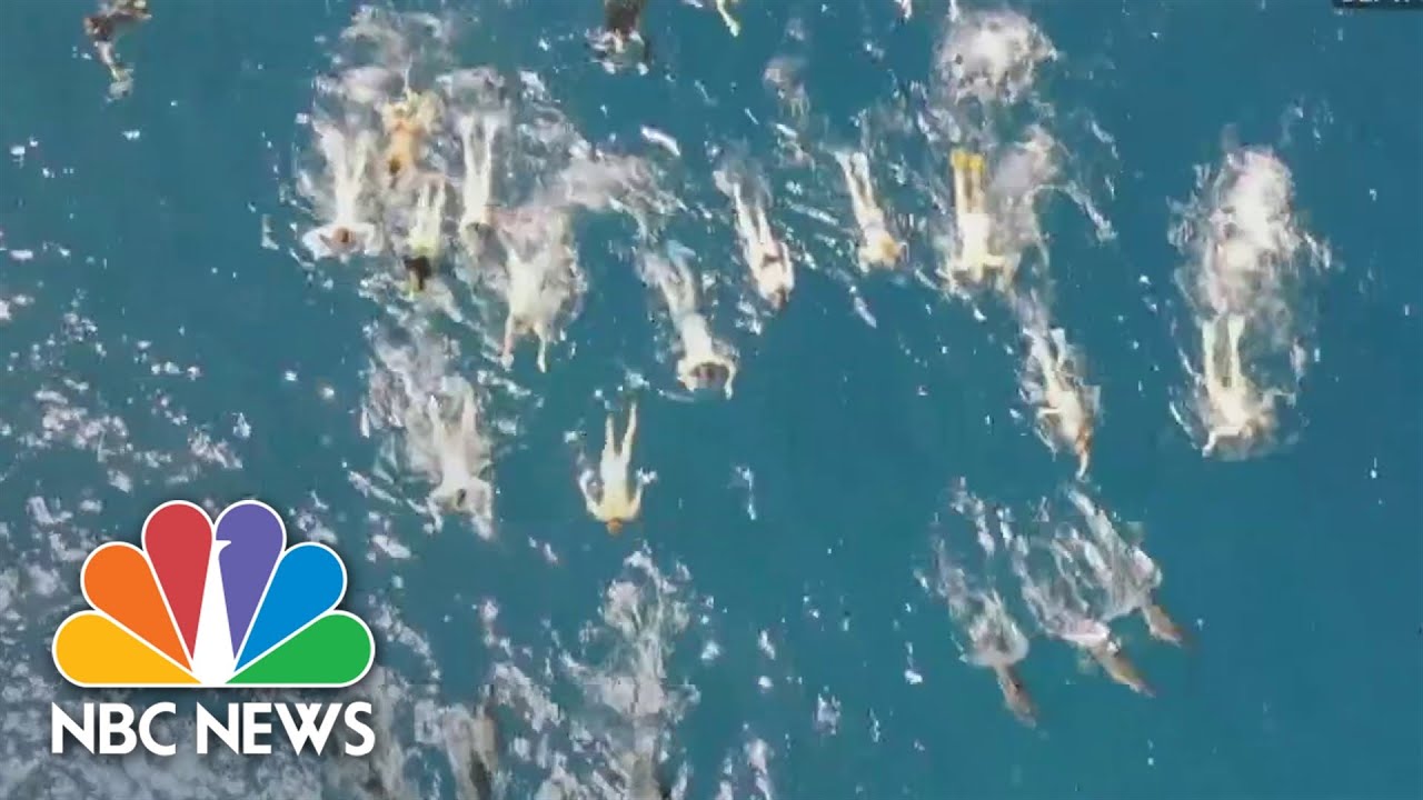 33 people accused of harassing dolphins in Hawaii