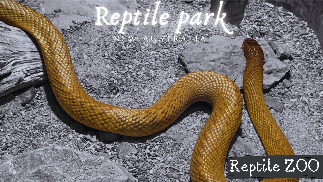 Reptile ZOO in Australia Australian Reptile Park , NSW Reptiles for