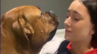 How many Times can Boerboel Sully get in trouble in 2 Minutes #boerboel #viralvideo #doglover