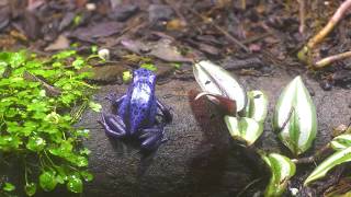 Home Sweet Habitats: Rainforest