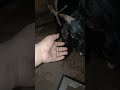 My bakra before One Day of Eid