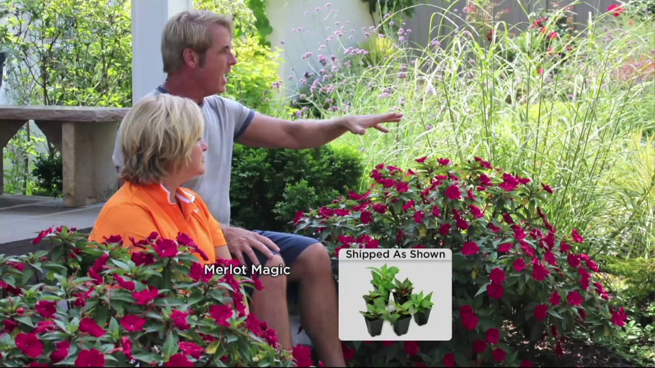 Cottage Farms Razzle Dazzle Sunpatiens Collection On Qvc Youtube