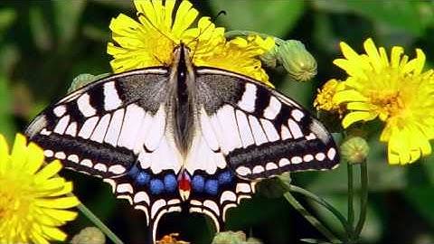 Abraham Hicks - Positive Aspects Bedtime Process