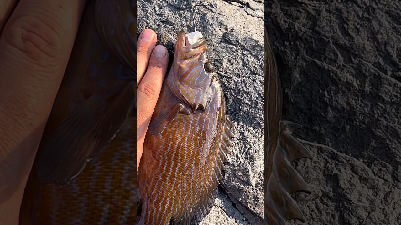 В поисках хищника🎣 Встретил Индийцев, Ини ловят рыбу без удочек 😱 