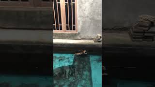 Relaxed Cat Takes a Dip in Fish Pond
