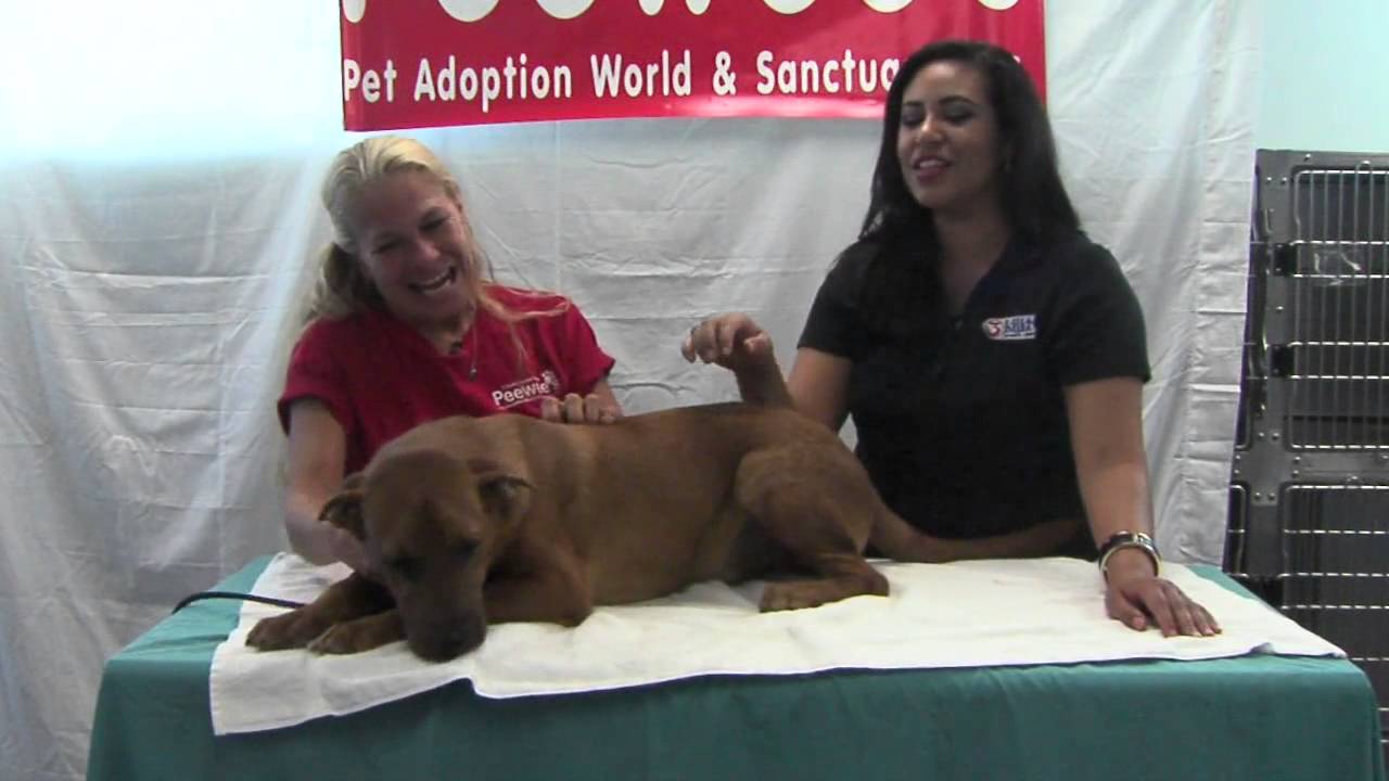 petco hours Peewee's Pet Adoption - Paws for Pets - Coffee