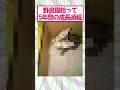 【2ch面白いスレ】野良猫拾って5年#2ch #2ch面白いスレ
