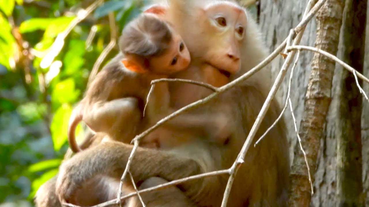 Rina Gives Mama Rose a Sweet Kiss to Ask for Playtime