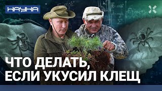 Клещи: как не дать себя укусить. Смертельные паразиты, которые едят три раза в жизни | НАУКА