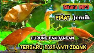 SUARA PIKAT jernih burung BAMBANGAN coklat terbaru 2022.