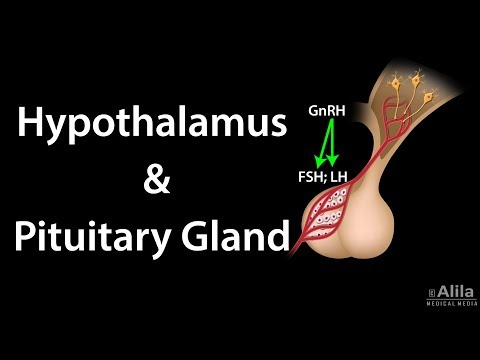 Hypothalamus and Pituitary Gland Functions, Animation