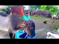 पहा मित्रांनो शेतकरी पुत्र कसा बैलांना पाणी पाजतोय🐂🥰#video #shorts #million #cow #farming #youtube