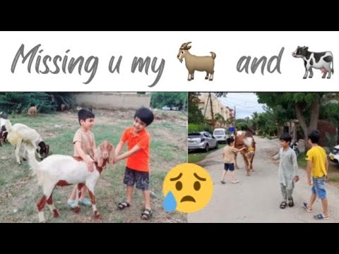 EID UL ADHA 2022 Missing my Goats | bhaiya and behna