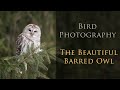 Bird Photography - The Barred Owl