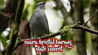 Masteran Burung Slate Coloret Suara Kristal