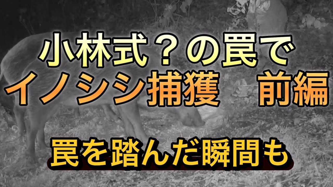 小林式の罠でイノシシ捕獲　前編