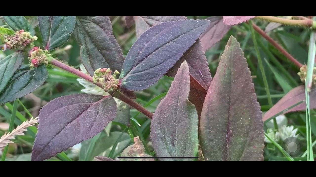 ស្មៅទឹកដោះខ្លា (Euphorbia hirta Linn Syn: Euphorbia pilulifera L.)