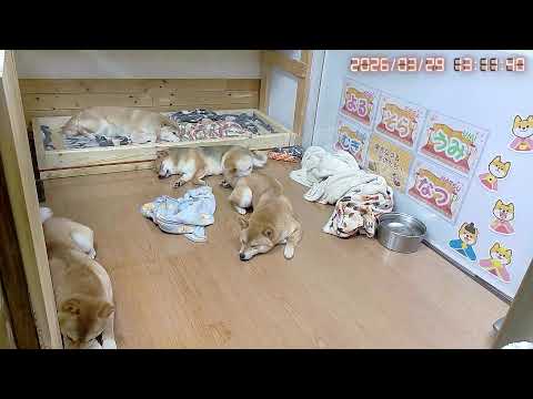 柴犬なつファミリー生配信【生後1歳＋201日】体重測定もライブでお届け！笑