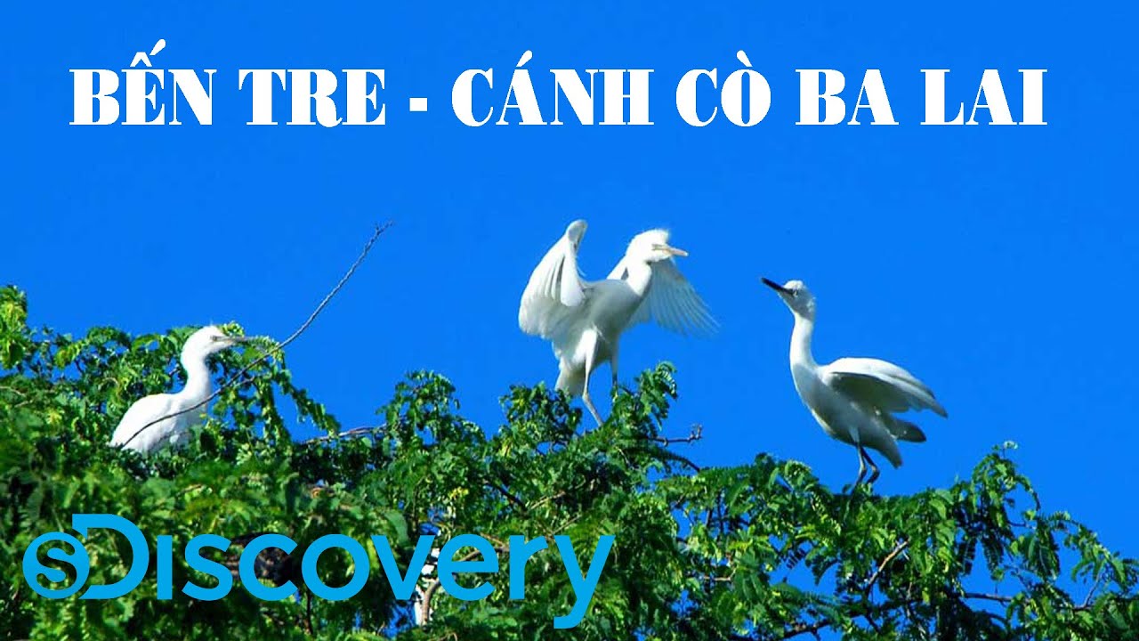 S Discovery | Bến Tre - Cánh cò Ba Lai - YouTube