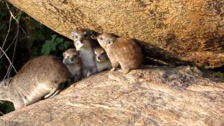 Tree Hyrax Family