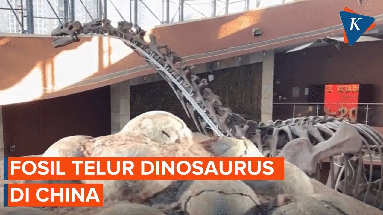 Jenis-jenis Dinosaurus, Dinosaurus Kartun, Video pendidikan anak, T-Rex, Compys