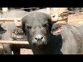 Ciência Sem Limites | Exigências nutricionais em búfalos