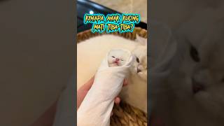 Kenapa Anak Kucing Mati Tiba - Tiba? 😭 Resimi