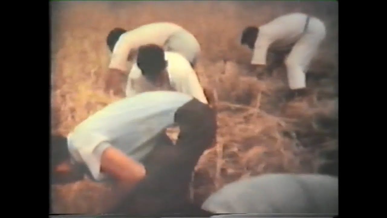 Malta's Beer | Torri