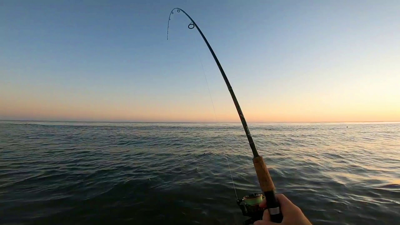 Evening Surffishing off Gaviota Coast - 17 inch calico on RingHammer by Big Hammer