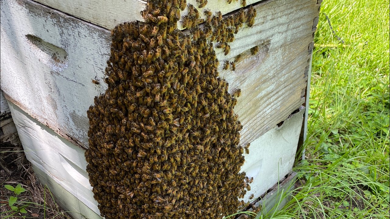 Beekeeping Hack to Not Suck At Beekeeping.    Become A Better Beekeeper