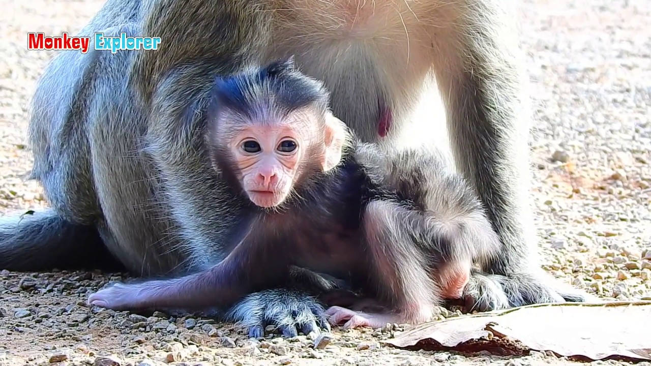 Newborn baby Olala is super strong & alerted ever BUT why mom Olivia holding down head like that?