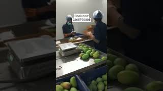Mango factory process. #kesarmango #mango #mangoseason #alphanso #fruit